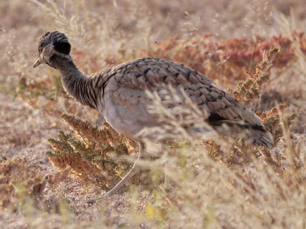 Rüppell's Bustard - ML643274488