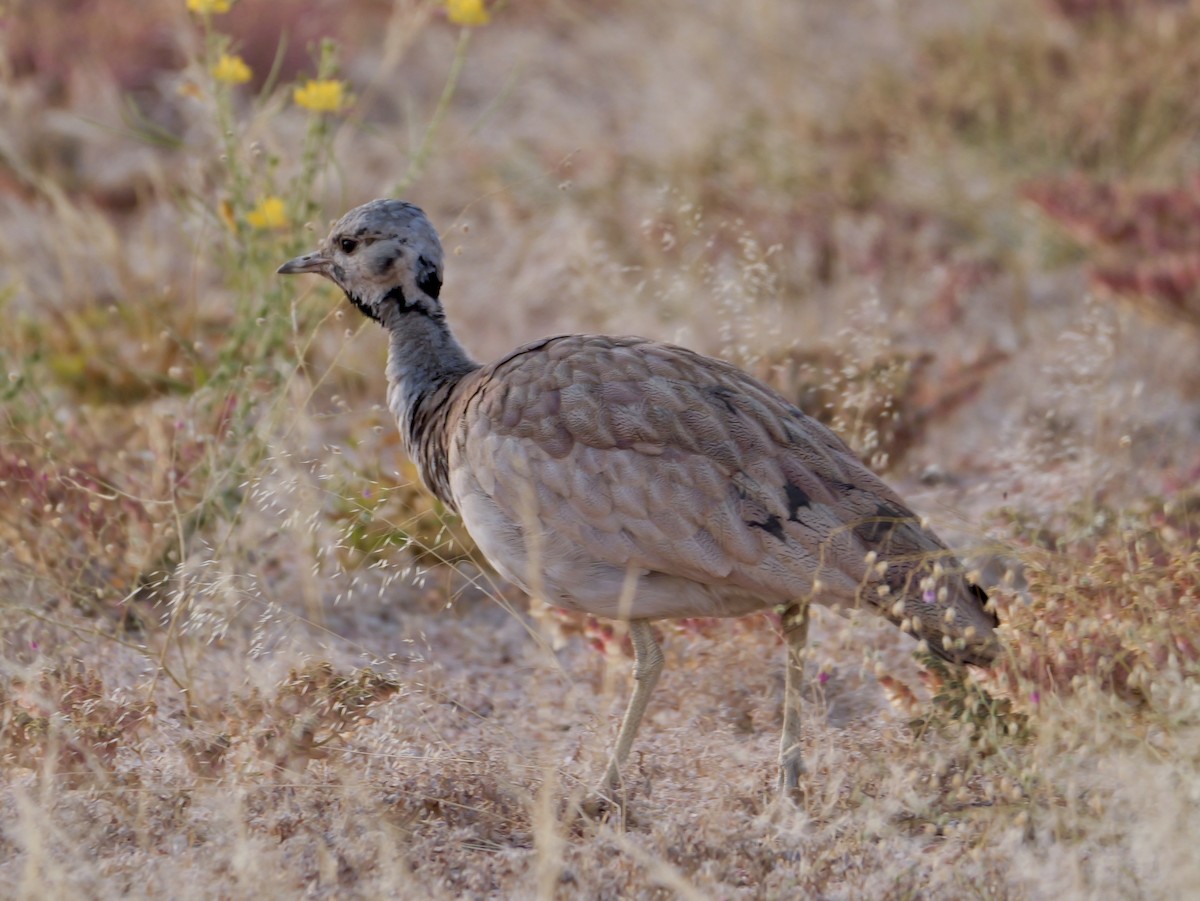 Rüppell's Bustard - ML643274489