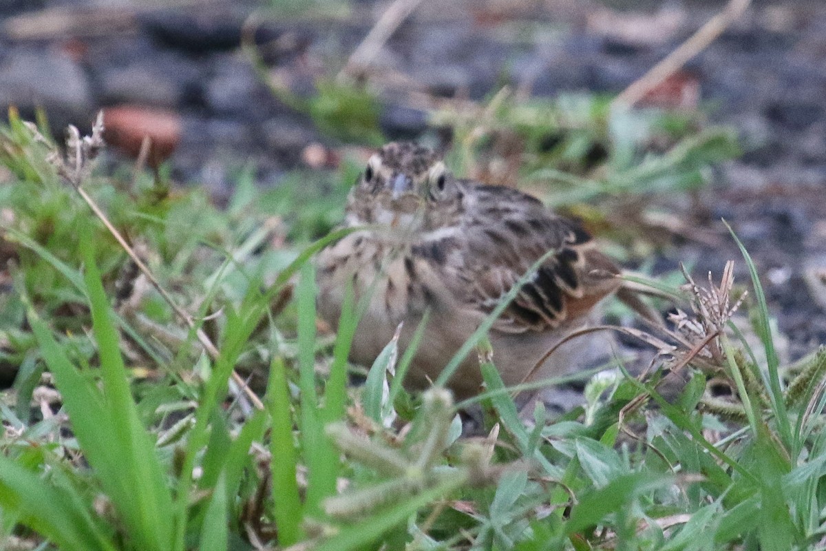 Bengal Bushlark - ML643274497