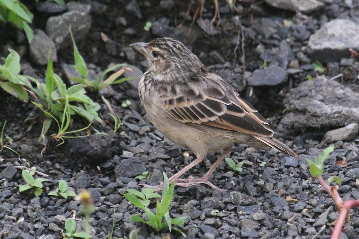 Bengal Bushlark - ML643274507