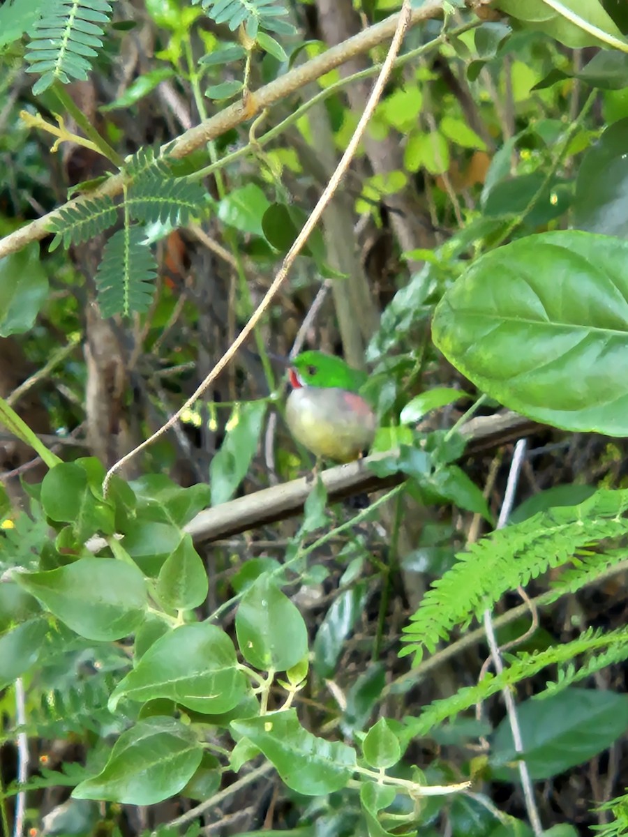 Ширококлювый тоди - ML643274544