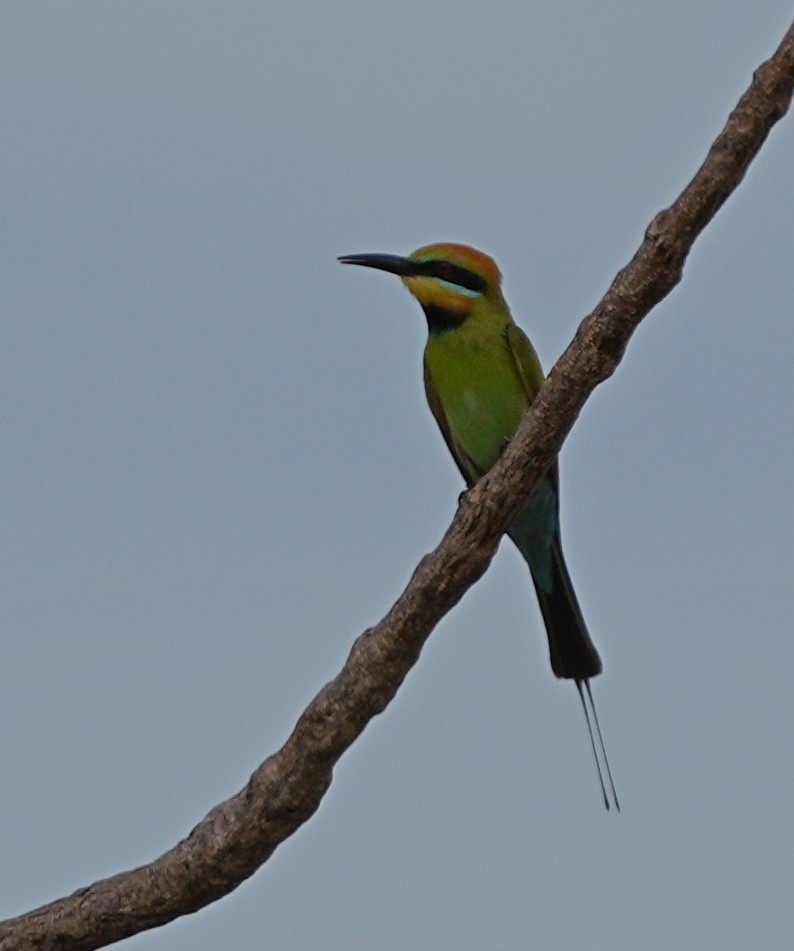 Rainbow Bee-eater - ML643274547