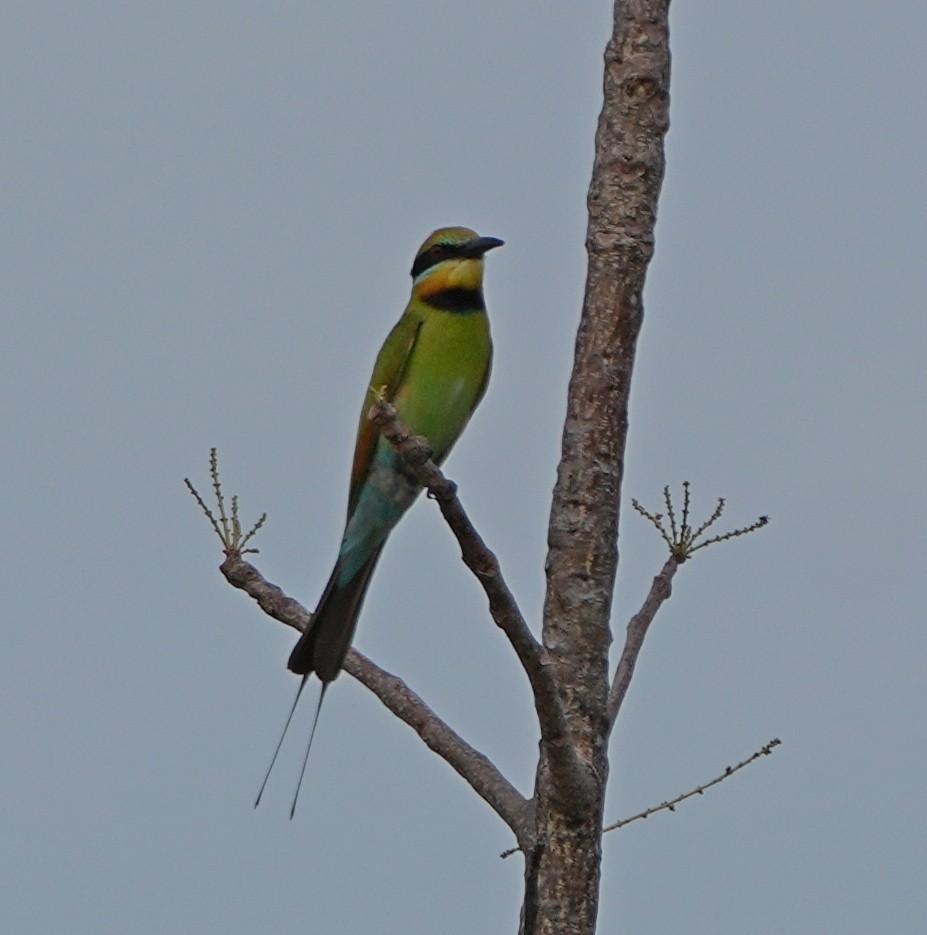 Rainbow Bee-eater - ML643274548
