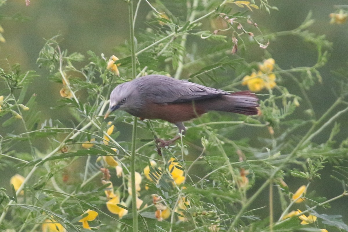 Chestnut-tailed Starling - ML643274552