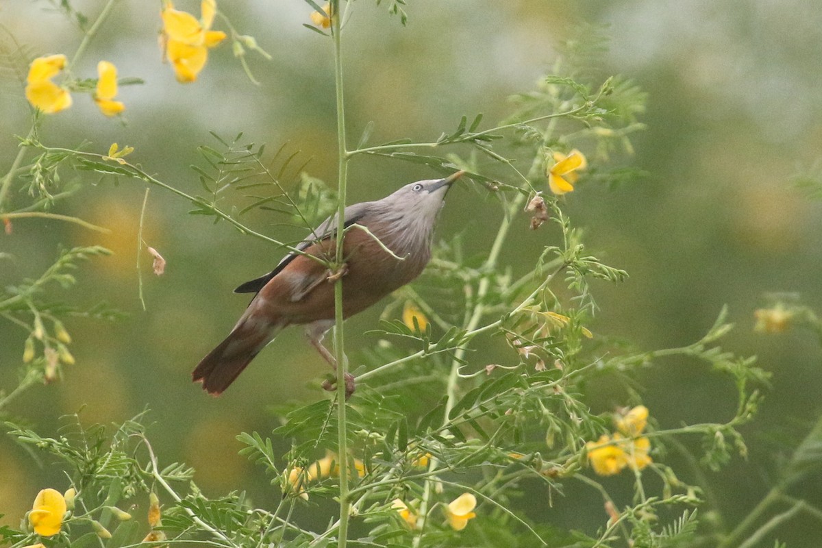 Chestnut-tailed Starling - ML643274553