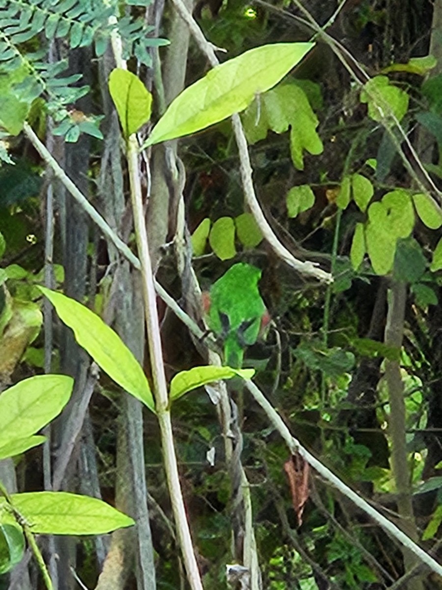 Ширококлювый тоди - ML643274556