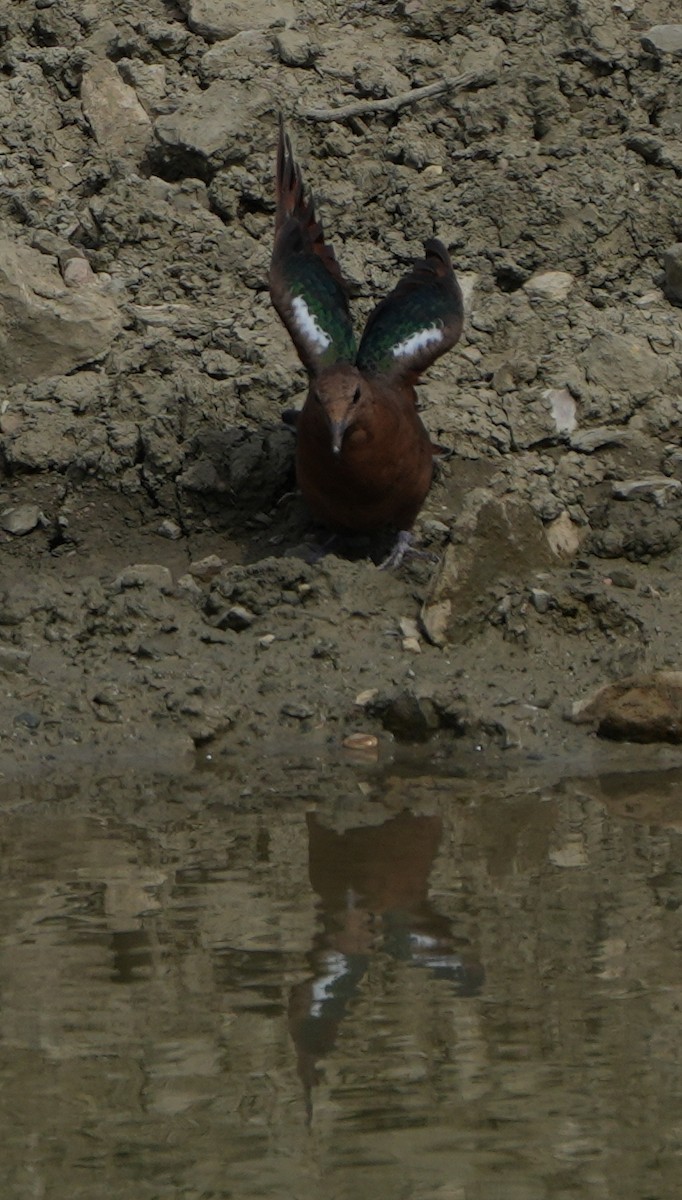 Pacific Emerald Dove - ML643274558