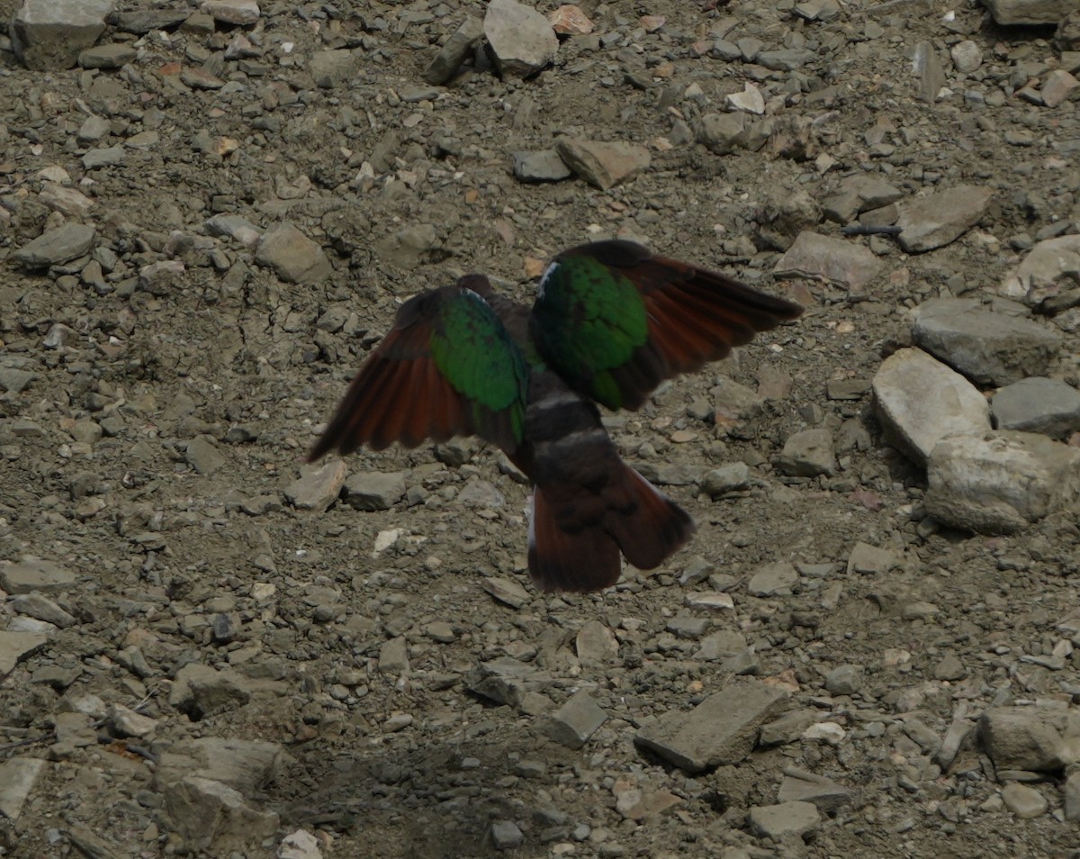 Pacific Emerald Dove - ML643274566