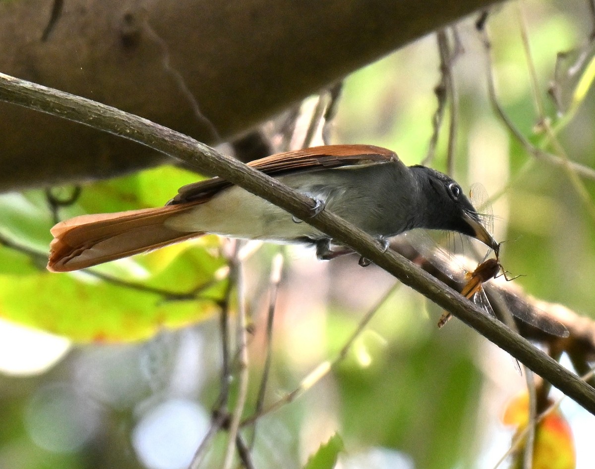 アムールサンコウチョウ - ML643274569
