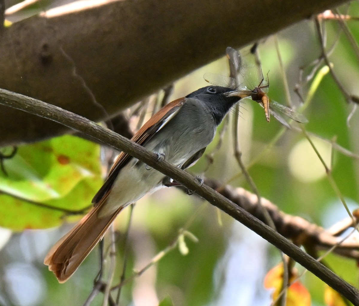アムールサンコウチョウ - ML643274570