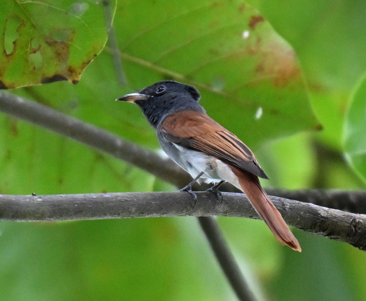 アムールサンコウチョウ - ML643274571