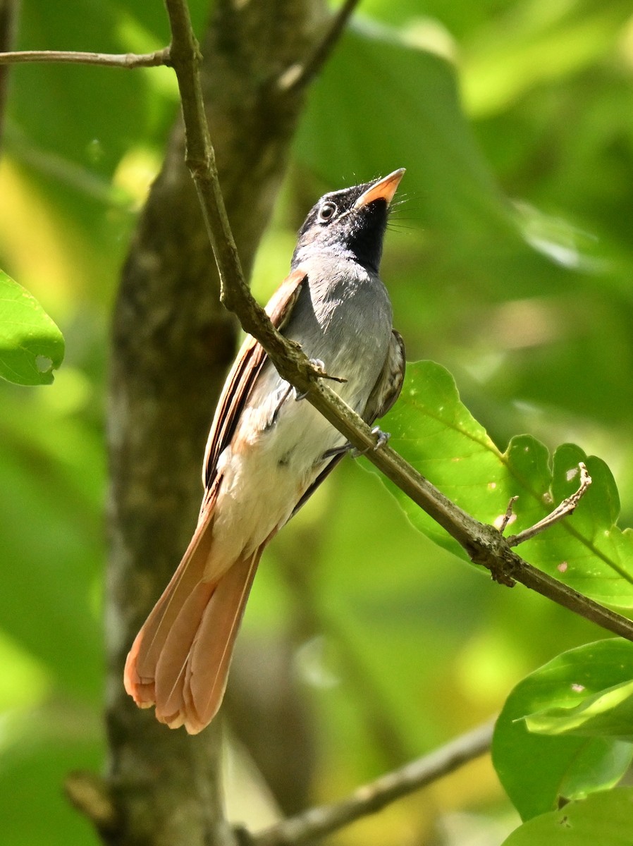 アムールサンコウチョウ - ML643274573
