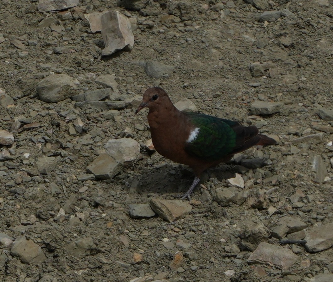 Pacific Emerald Dove - ML643274574