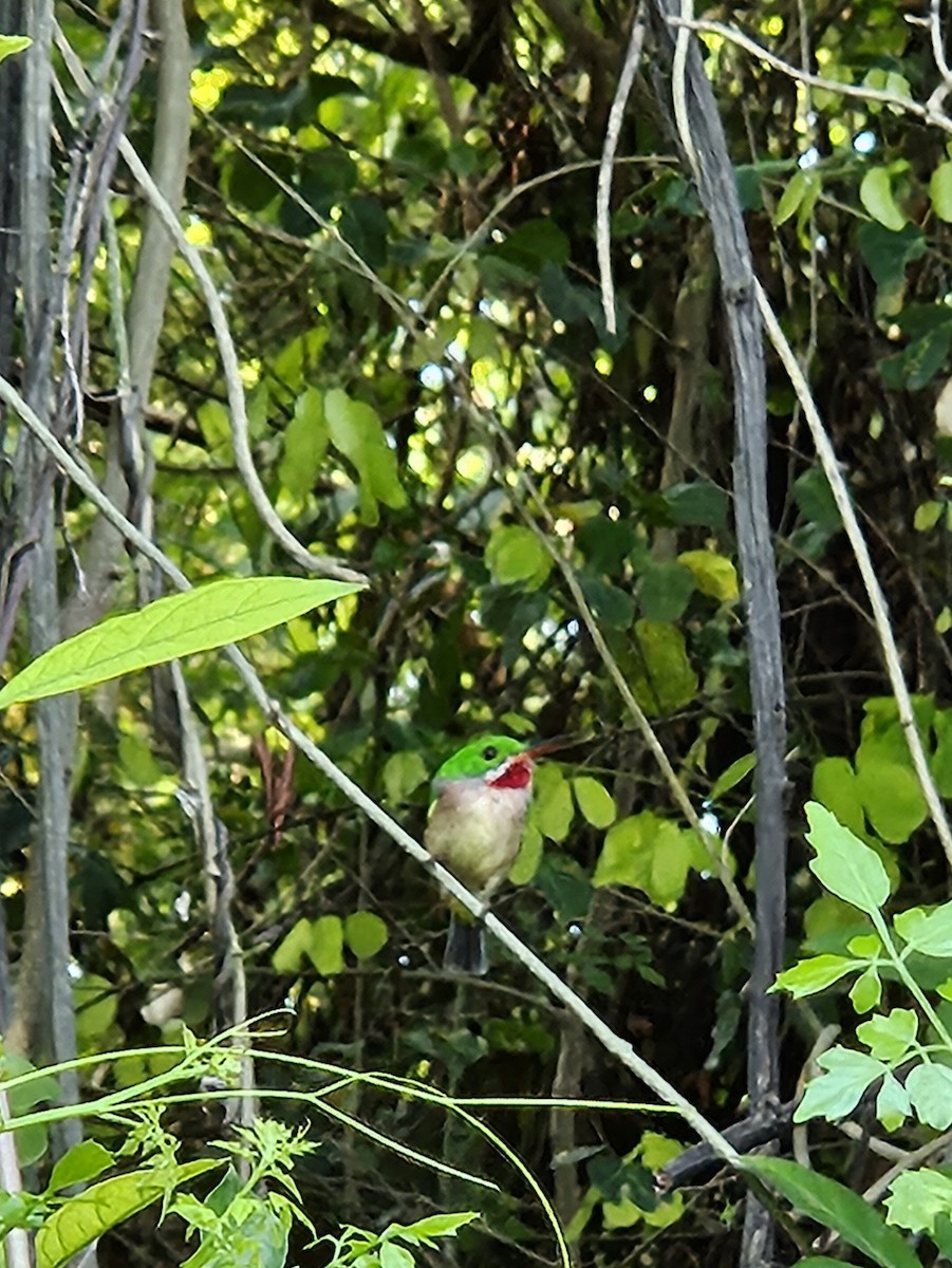 Ширококлювый тоди - ML643274575