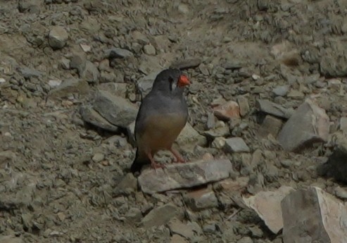 Zebra Finch - ML643274580