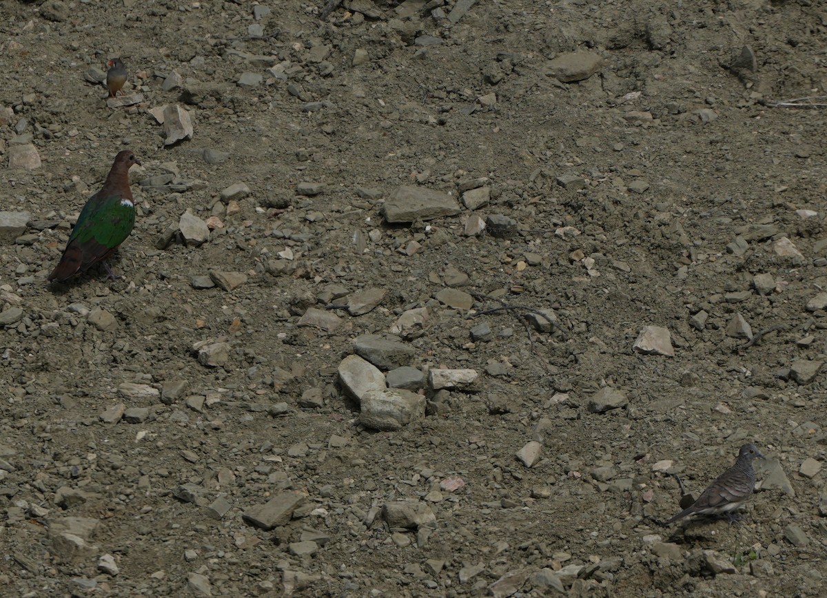 Pacific Emerald Dove - ML643274581
