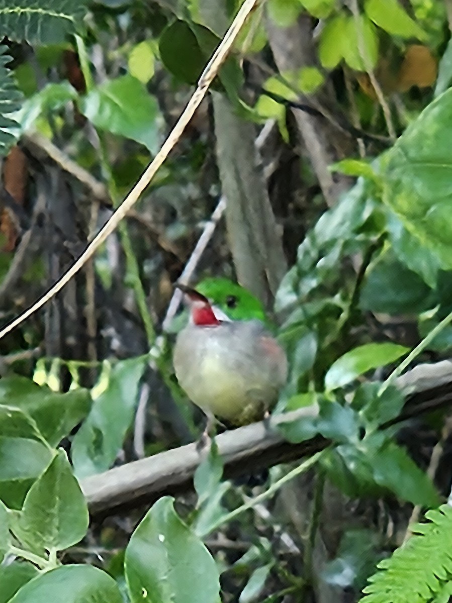 Ширококлювый тоди - ML643274586