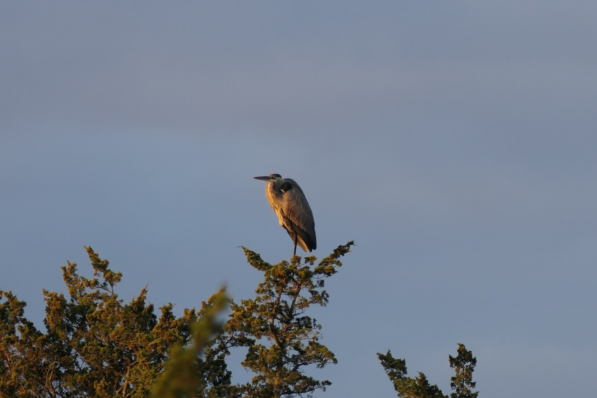 Great Blue Heron (Great Blue) - ML643274598