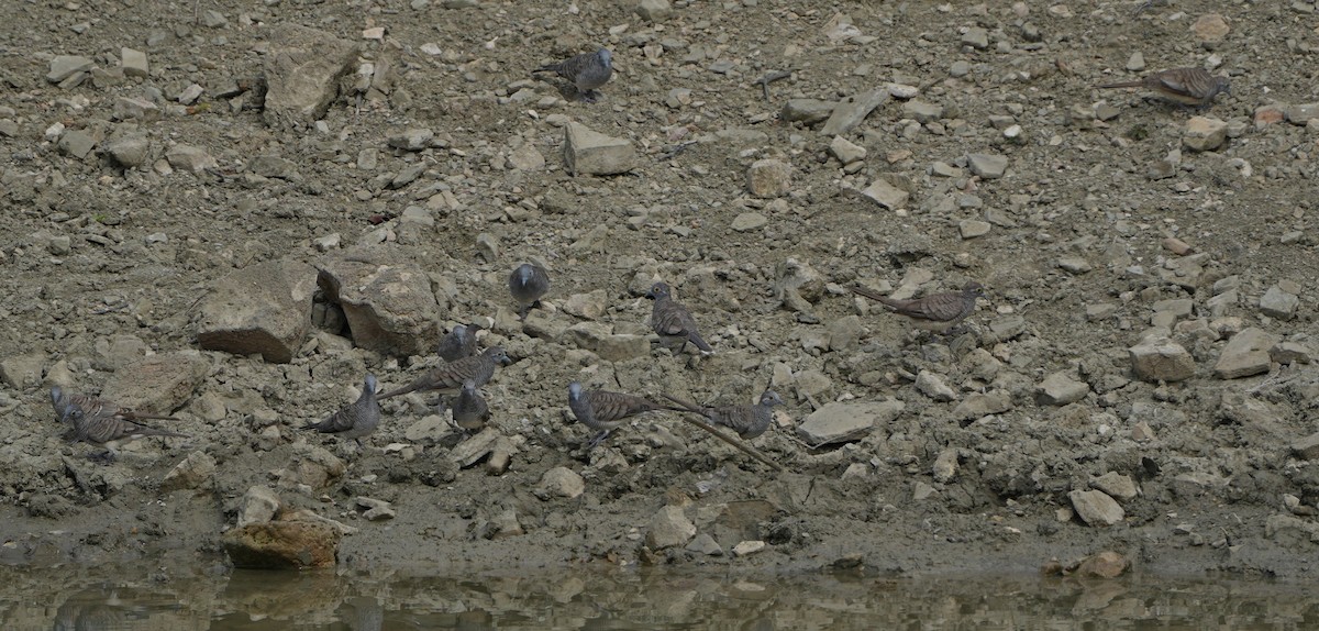 Barred Dove - ML643274605