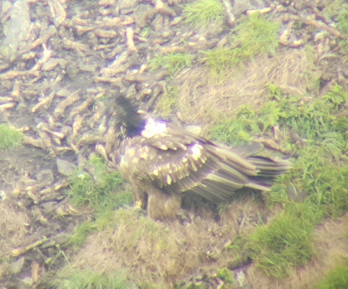 Bearded Vulture - ML643274606