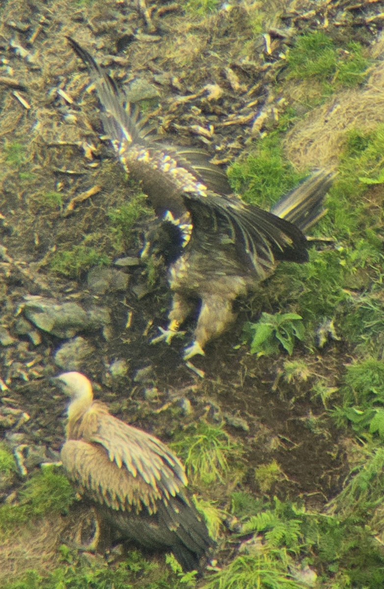 Bearded Vulture - ML643274607