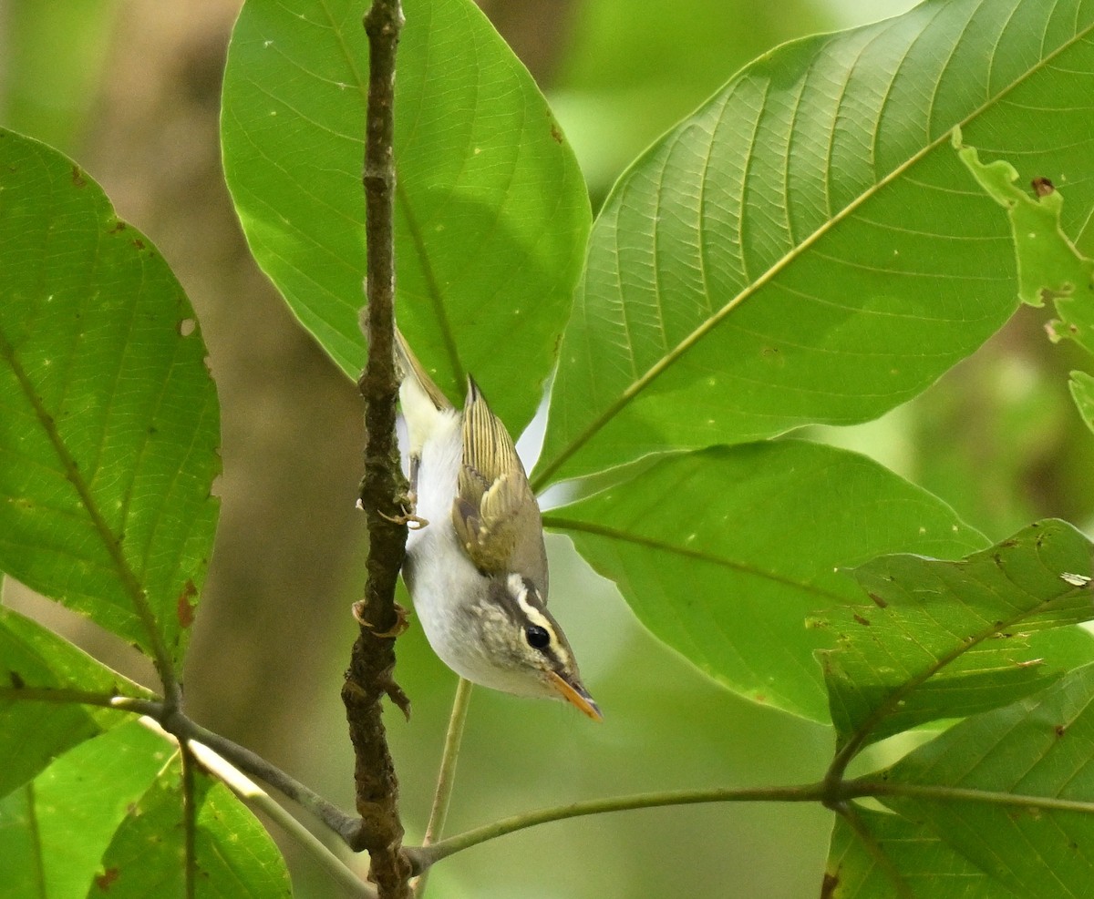 Eastern Crowned Warbler - ML643274614