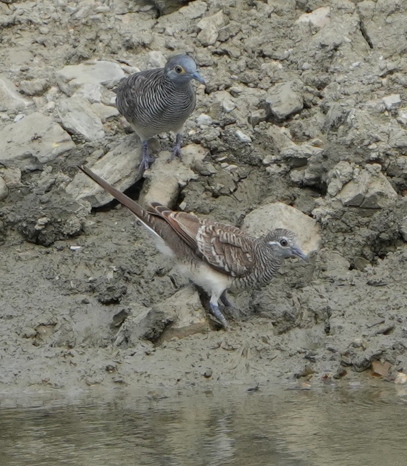 Barred Dove - ML643274622