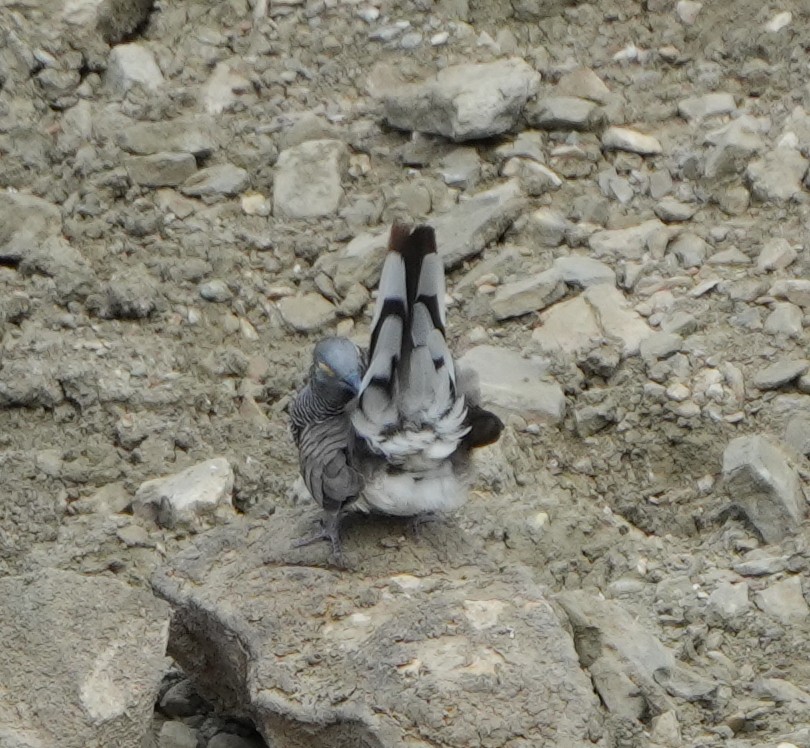Barred Dove - ML643274627