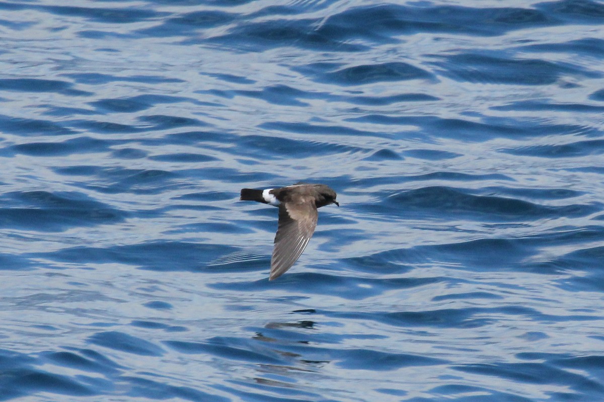 Band-rumped Storm-Petrel - ML643274636