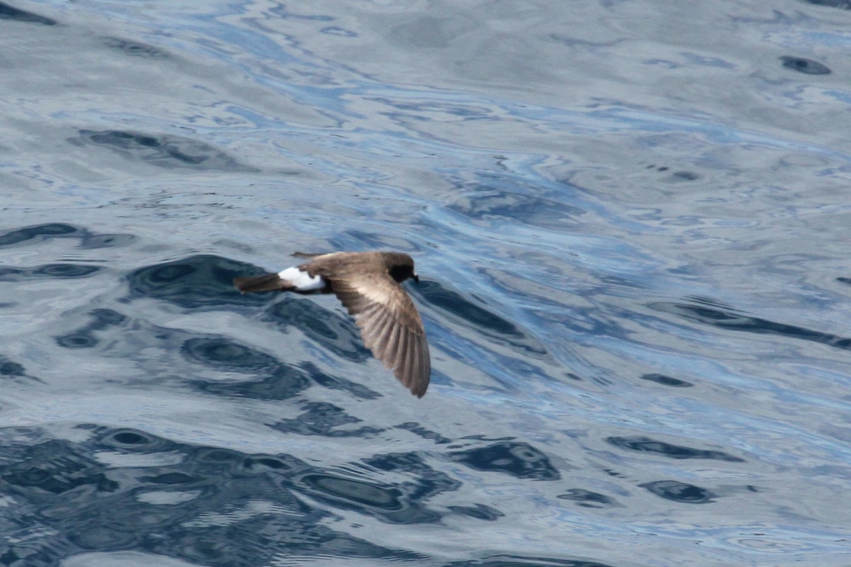 Band-rumped Storm-Petrel - ML643274638