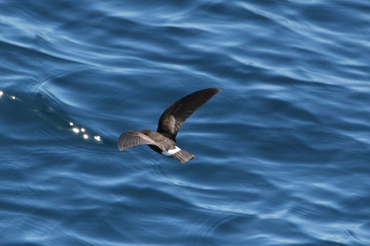 Band-rumped Storm-Petrel - ML643274640