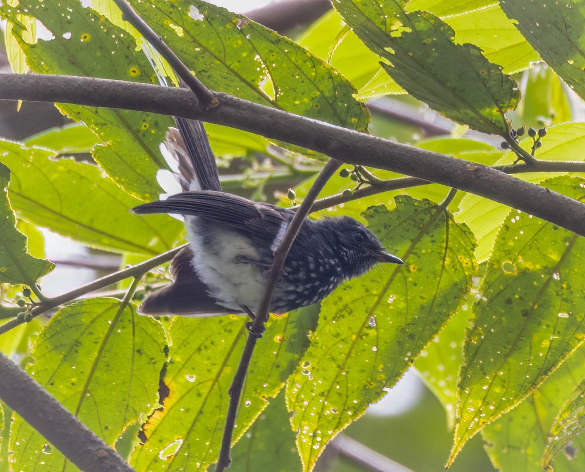Spotted Fantail - ML643274645