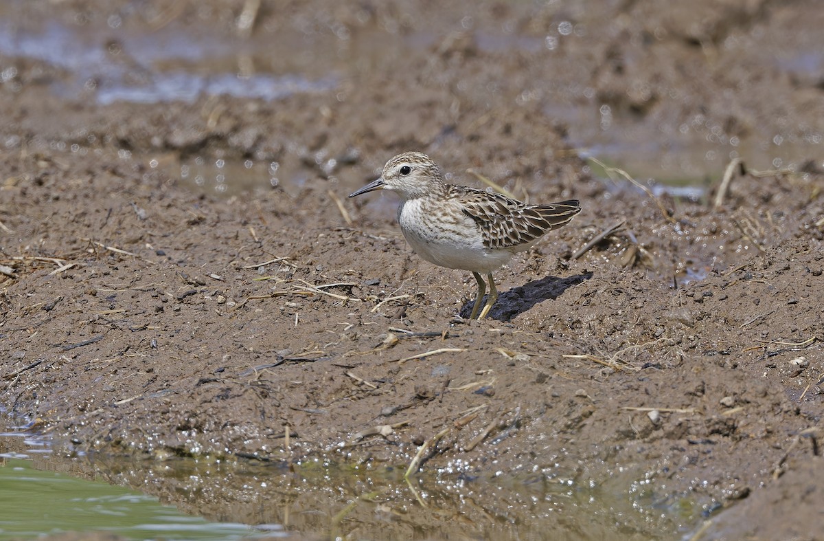 Long-toed Stint - ML643274658