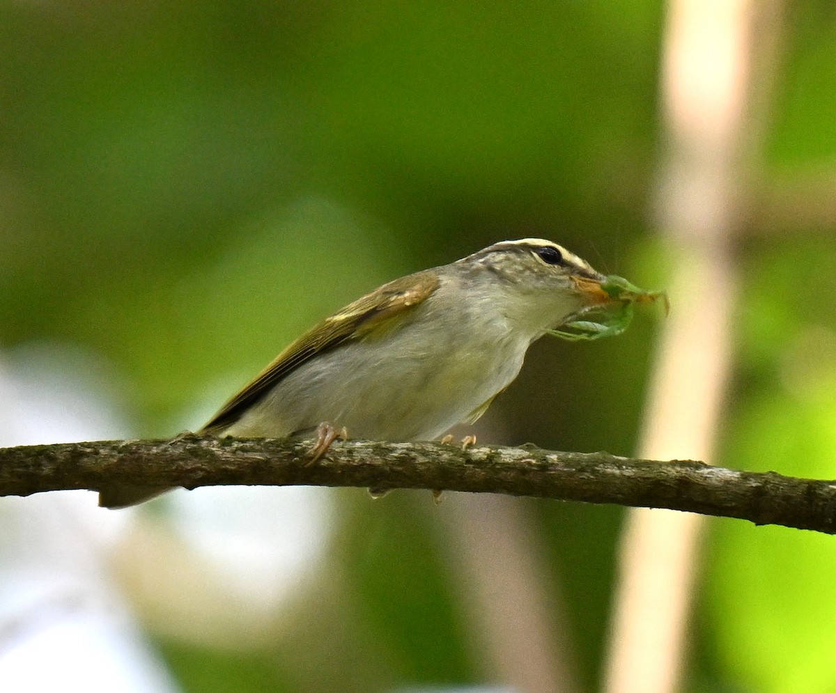 Eastern Crowned Warbler - ML643274662