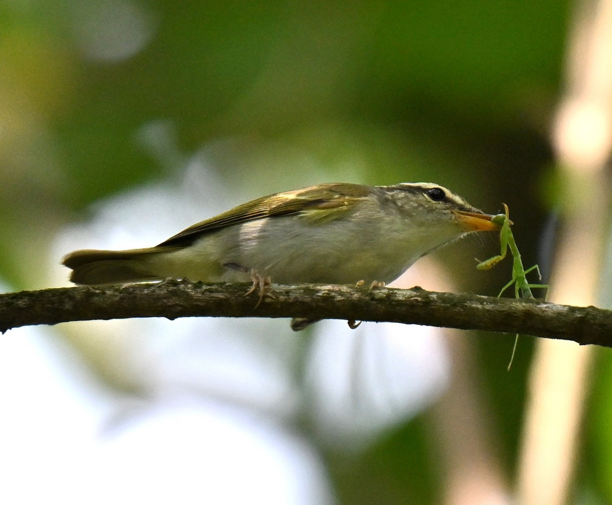 Eastern Crowned Warbler - ML643274671