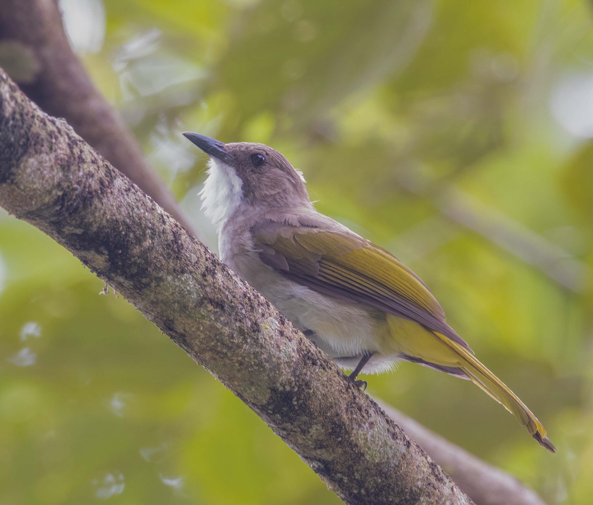 Cinereous Bulbul - ML643274673