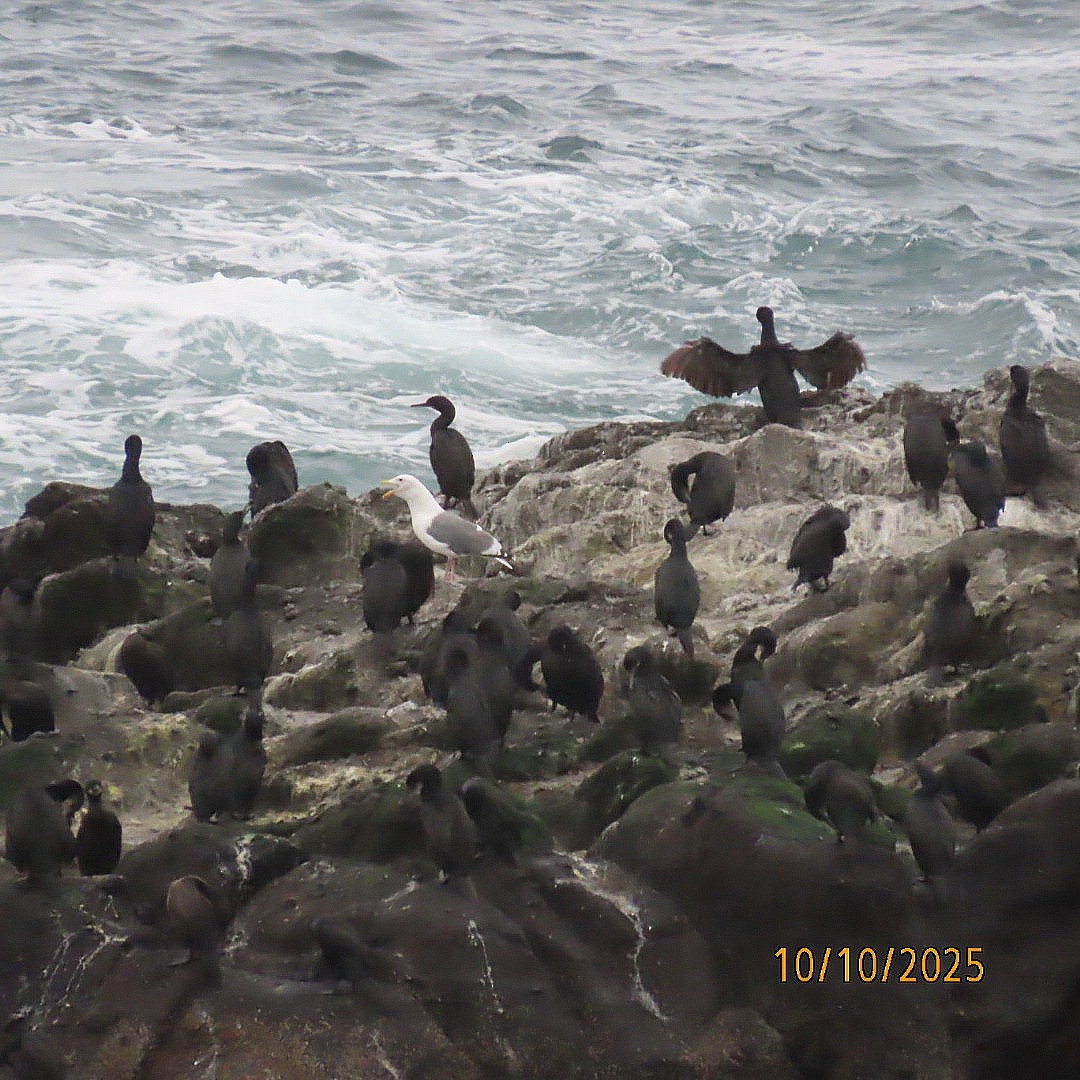 cormorant sp. - ML643274687