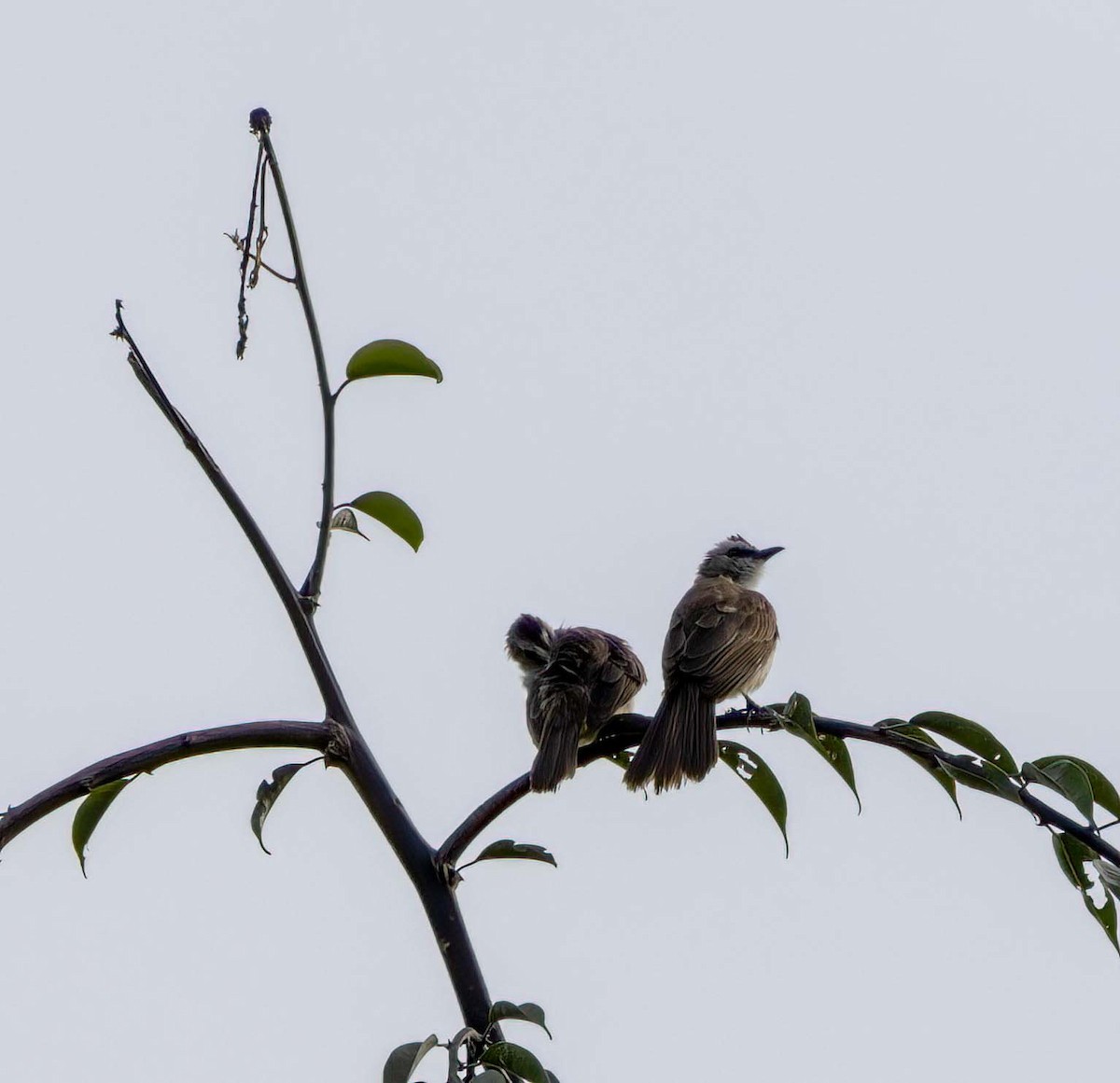 Yellow-vented Bulbul - ML643274701