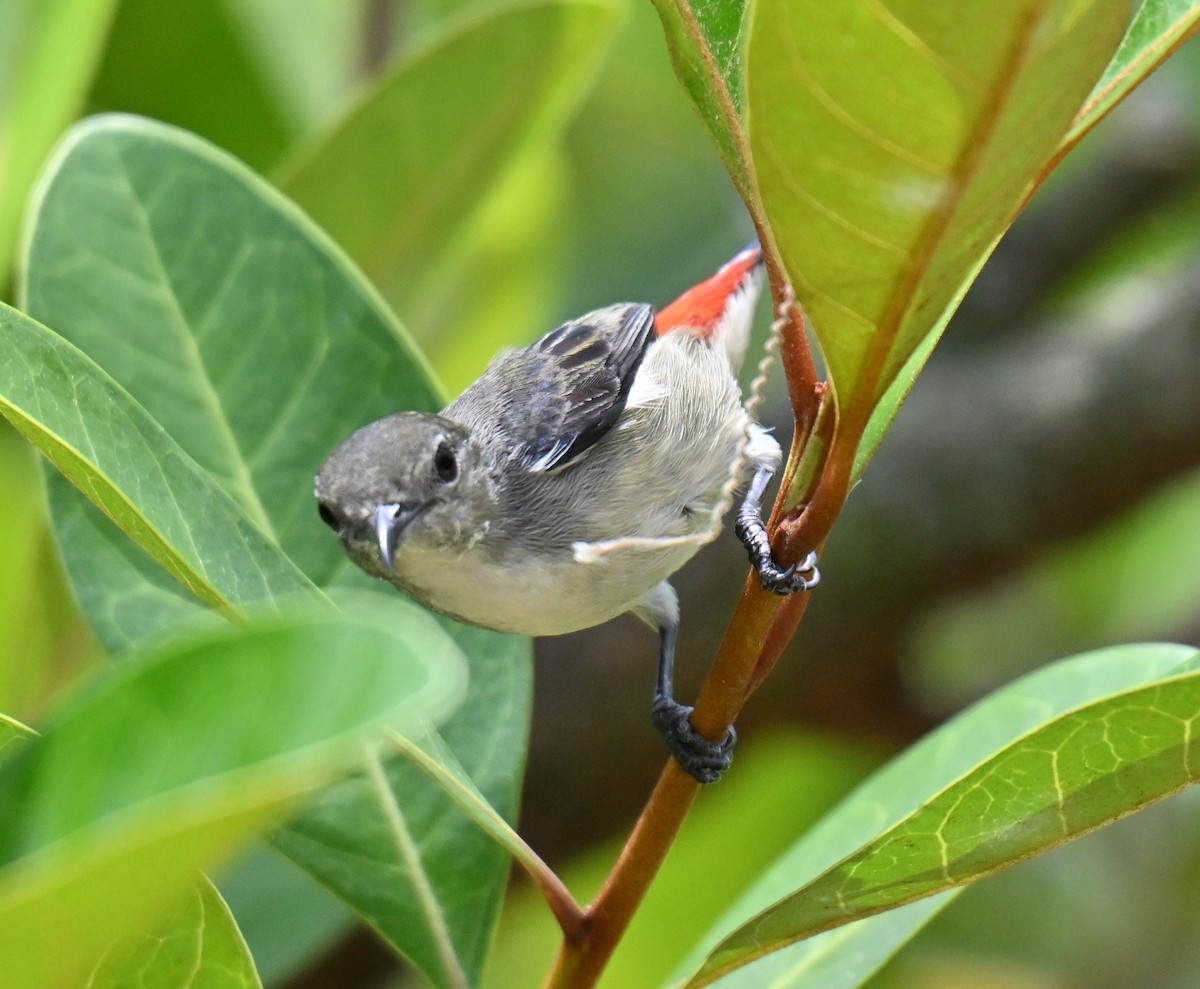 Scarlet-backed Flowerpecker - ML643274704