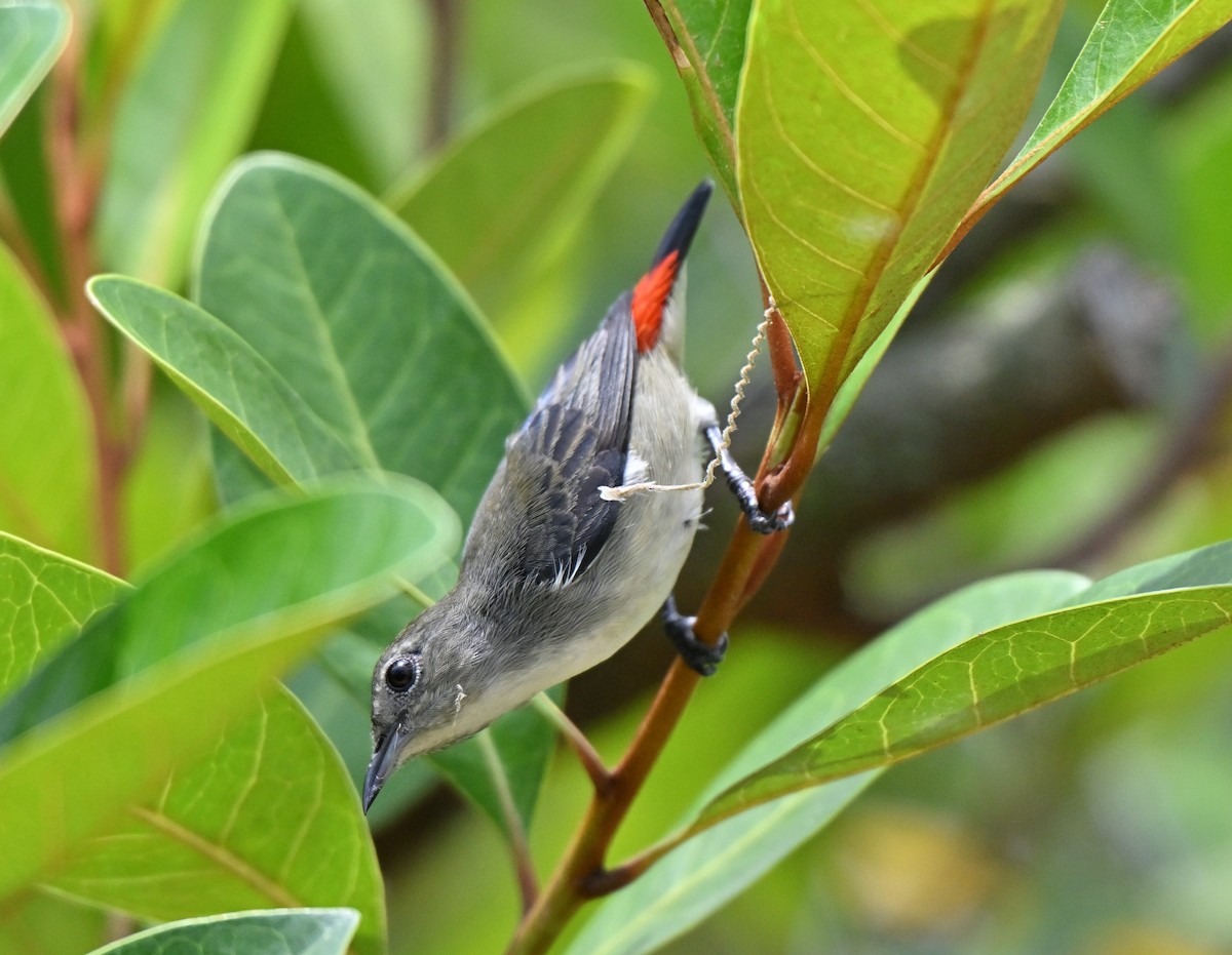 Scarlet-backed Flowerpecker - ML643274705