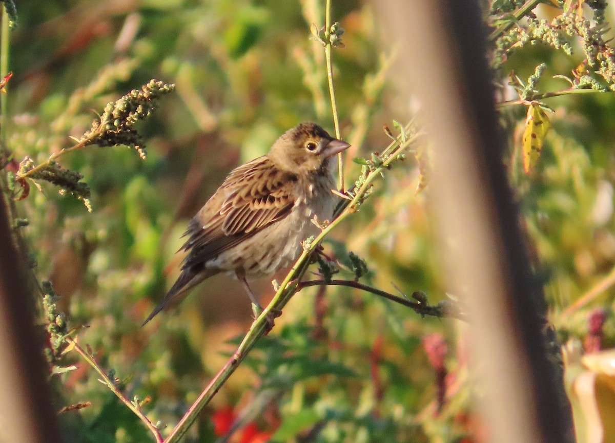 Dickcissel - ML643274706