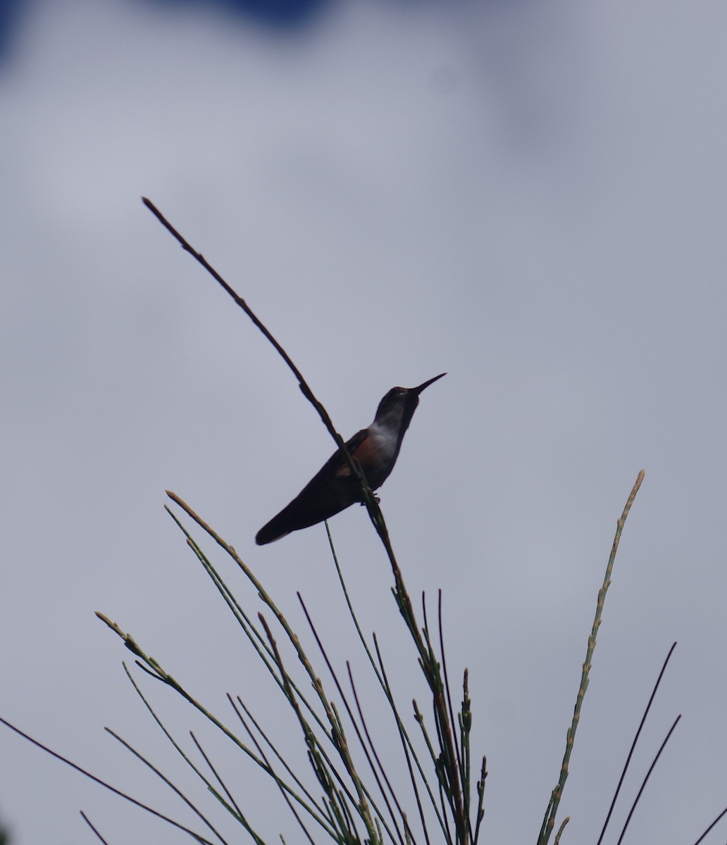 bahamaskolibri - ML643274734