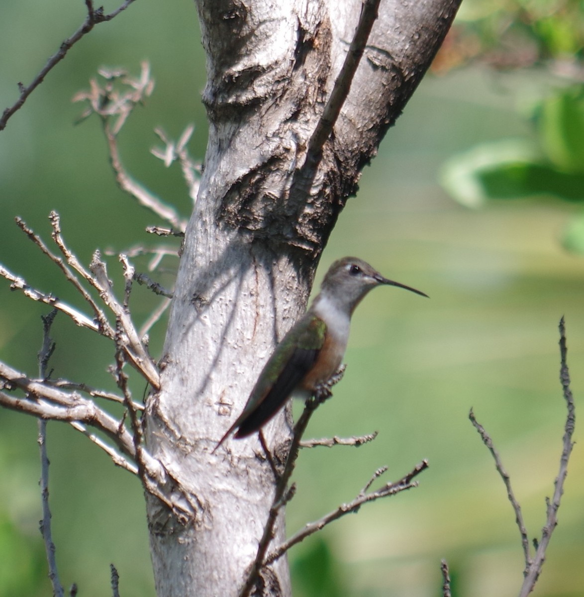 bahamaskolibri - ML643274735