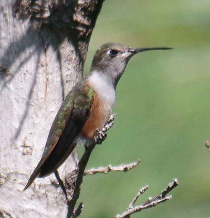 bahamaskolibri - ML643274736