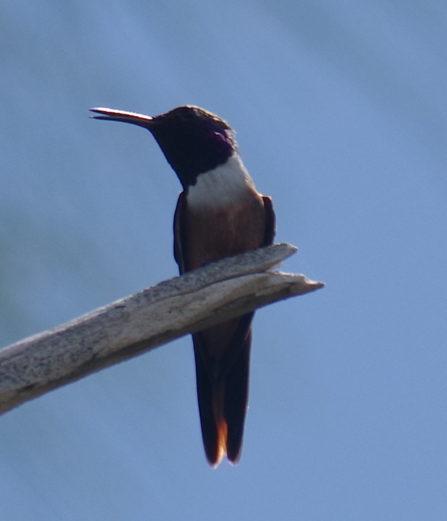 bahamaskolibri - ML643274737