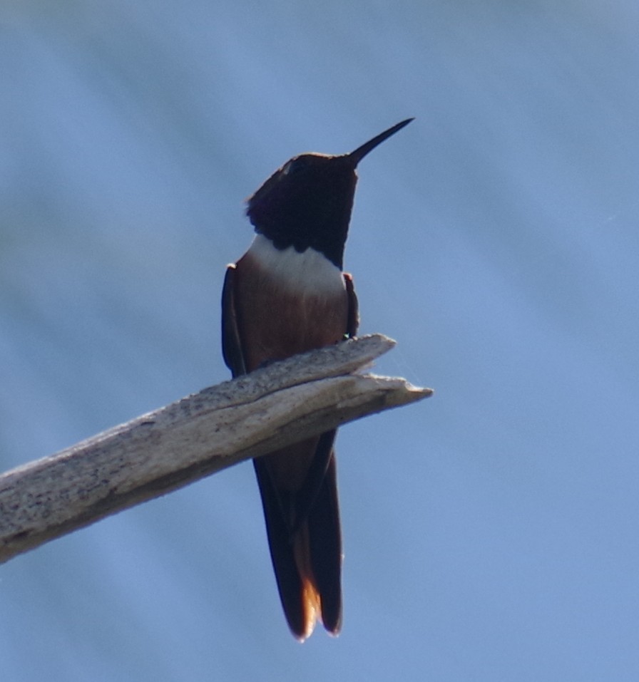 bahamaskolibri - ML643274738