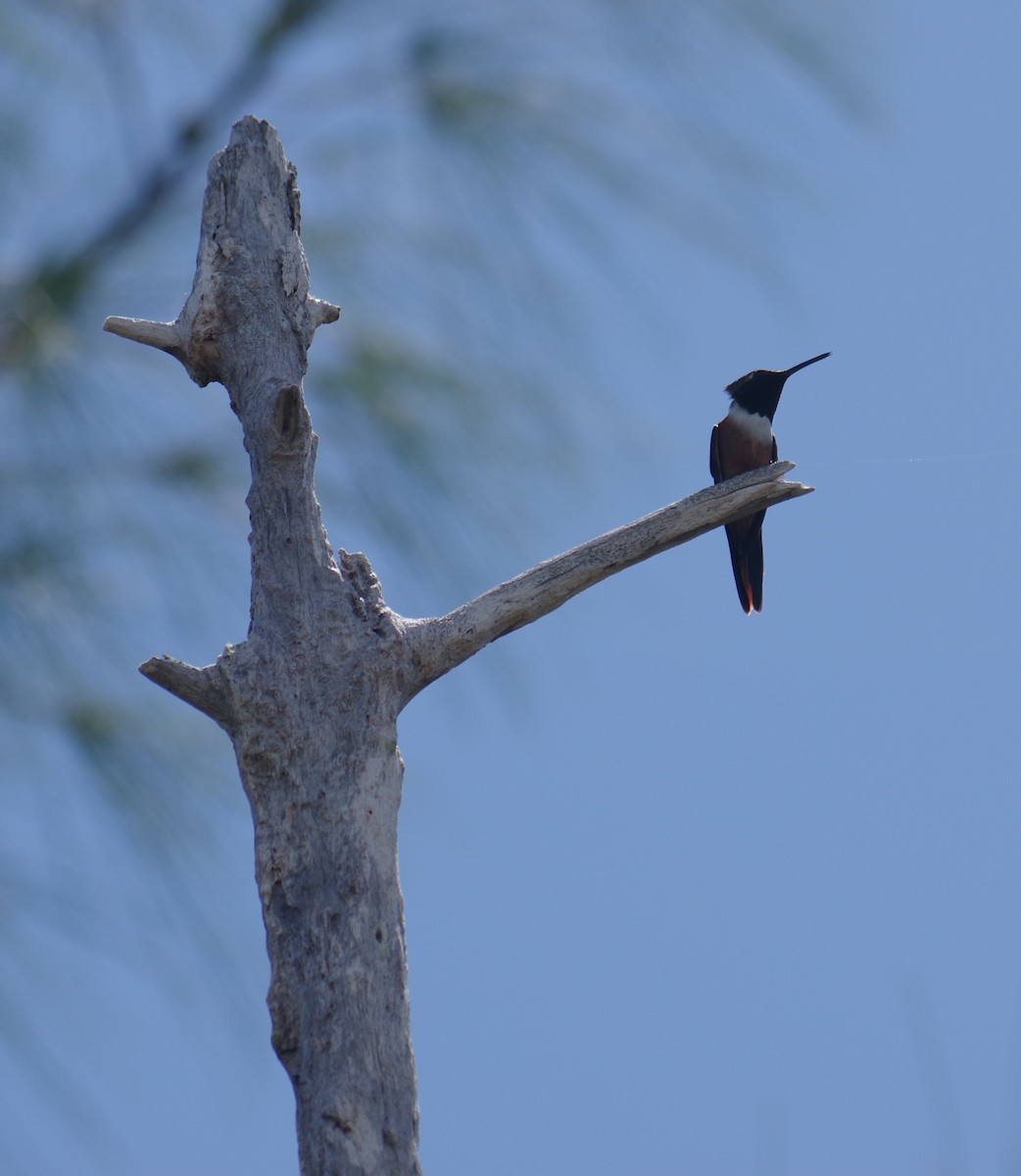 bahamaskolibri - ML643274739