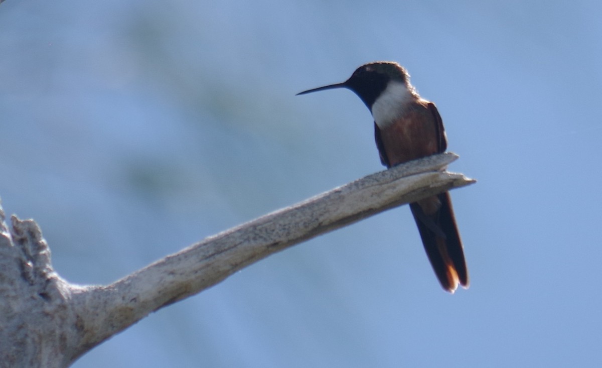 bahamaskolibri - ML643274740