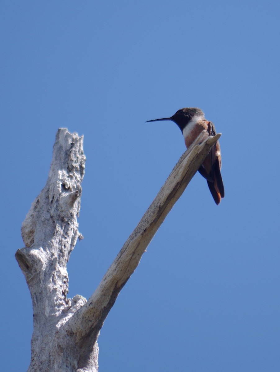 bahamaskolibri - ML643274741