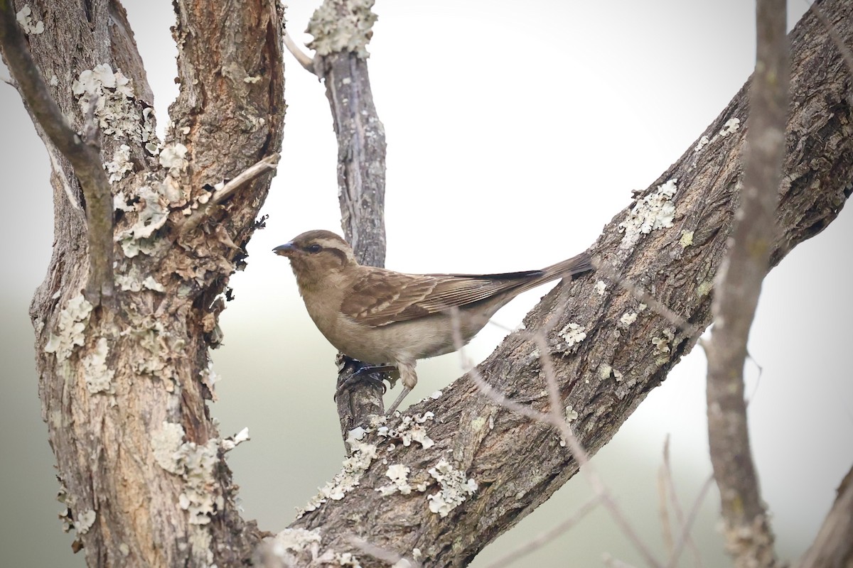 Yellow-throated Bush Sparrow - ML643274759